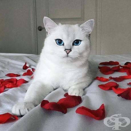 Виждали ли сте по-красиви котешки очи от тези?