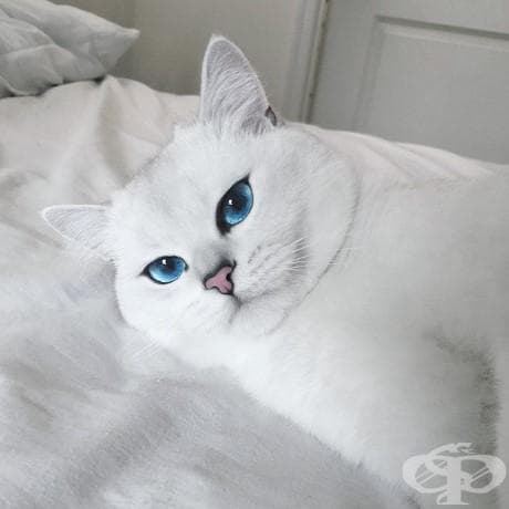 Виждали ли сте по-красиви котешки очи от тези?