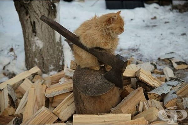 ….И любовта топли, но дървата са си дърва!