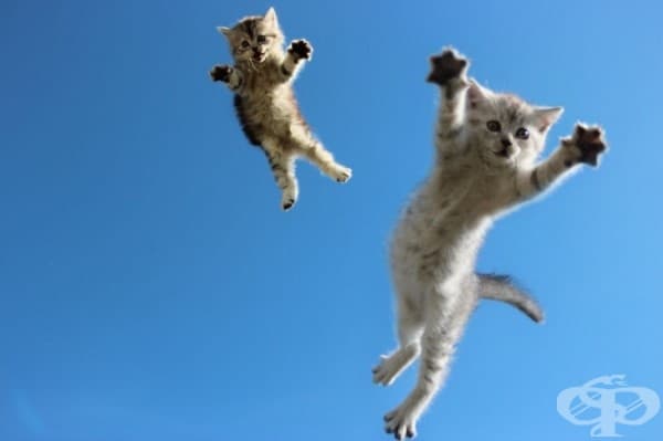 Летящите котконинджи нападат!