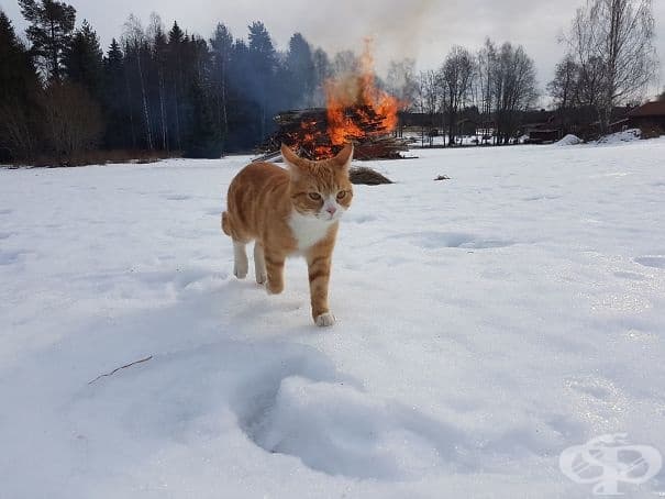 Котката на сестра ми, която се отдалечава от местопрестъплението…