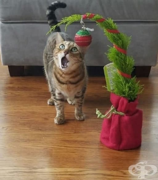 Вече е Коледа? Е, стига бе!