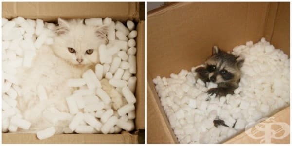 Преди да изхвърлите картонените кутии, уверете се, че няма котки или еноти в тях.