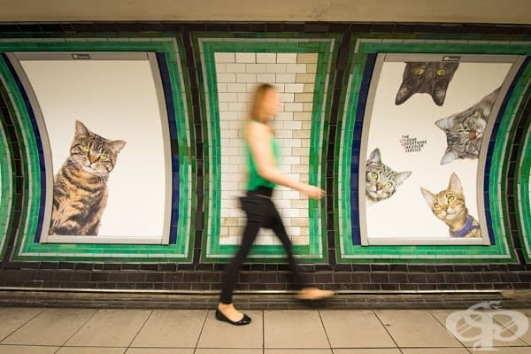 Плакати с котки заместиха всички реклами в лондонска метростанция
