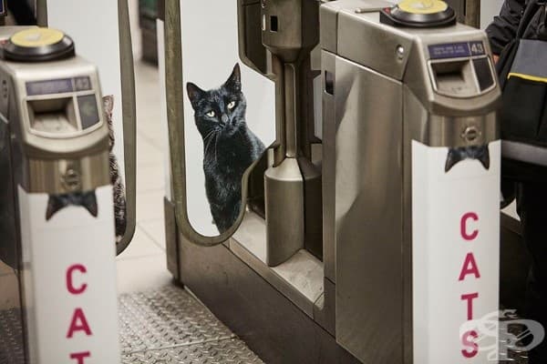 Плакати с котки заместиха всички реклами в лондонска метростанция