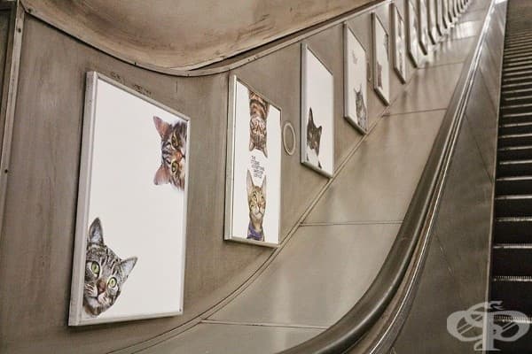 Плакати с котки заместиха всички реклами в лондонска метростанция