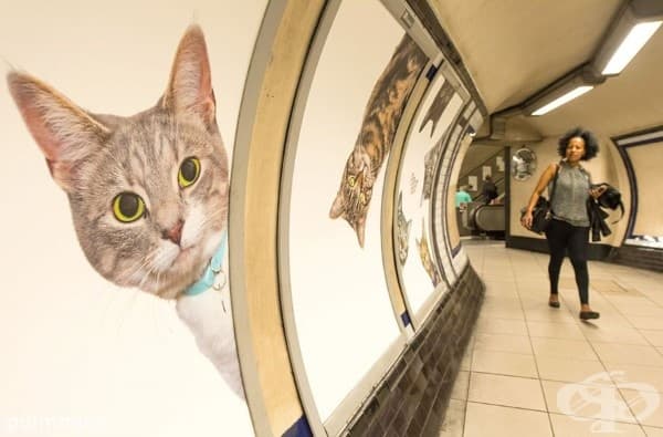 Плакати с котки заместиха всички реклами в лондонска метростанция
