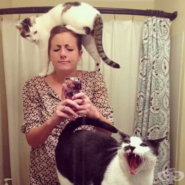 Котките завладяват света!