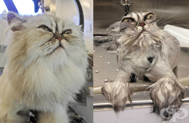 9 котки преди и след баня