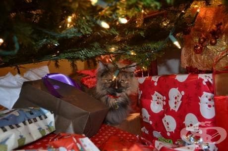 25 котки, които никак не споделят коледния дух