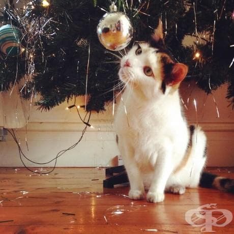 25 котки, които никак не споделят коледния дух