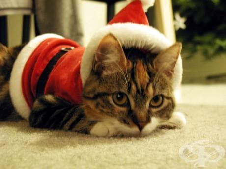 25 котки, които никак не споделят коледния дух