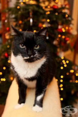 25 котки, които никак не споделят коледния дух