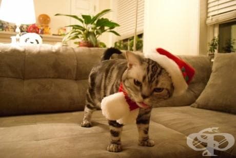 25 котки, които никак не споделят коледния дух