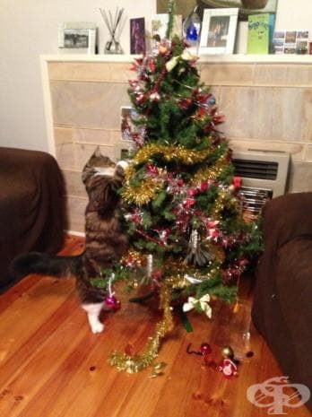 25 котки, които никак не споделят коледния дух