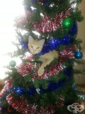 25 котки, които никак не споделят коледния дух