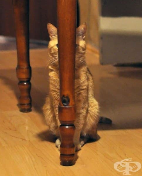Котка нинджа. Ниво: начинаещ…