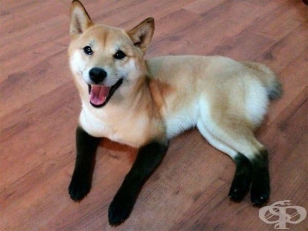 Шиба ину с чорапи.