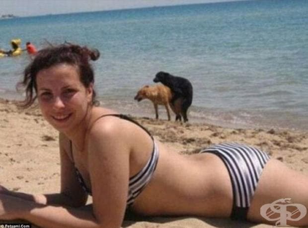 Най-смешните кучешки фотобомби в една галерия