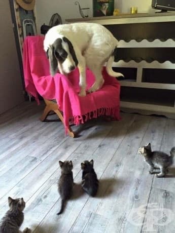 "Котки, страхувам се от вас."