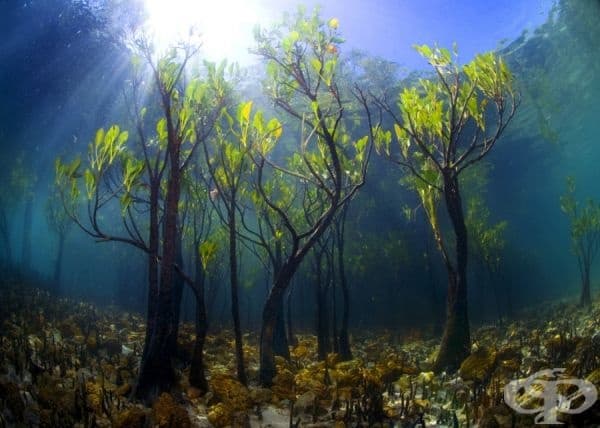 Манго, растящо под вода.