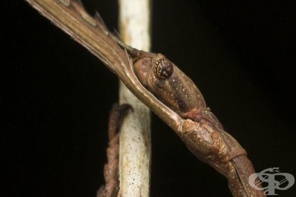 Открийте животните в снимките: 15 примера за мимикрия при животни и насекоми