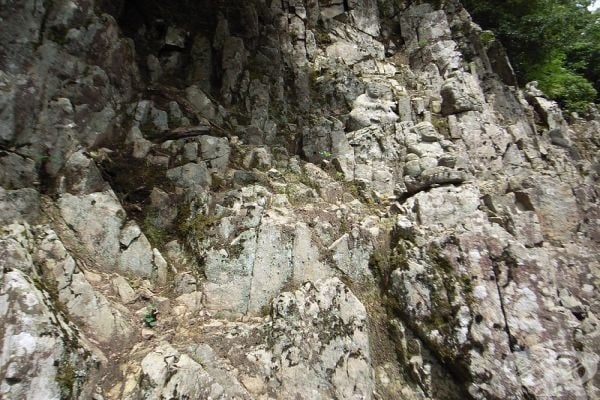 Открийте животните в снимките: 15 примера за мимикрия при животни и насекоми