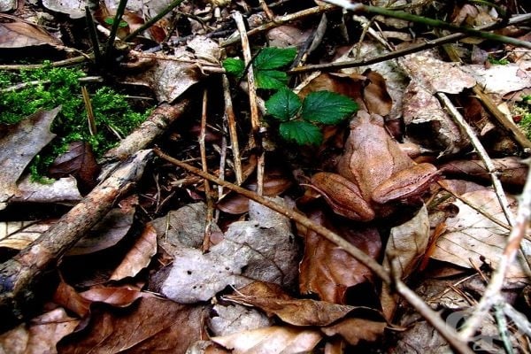 Открийте животните в снимките: 15 примера за мимикрия при животни и насекоми