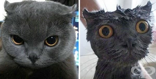 9 котки преди и след баня