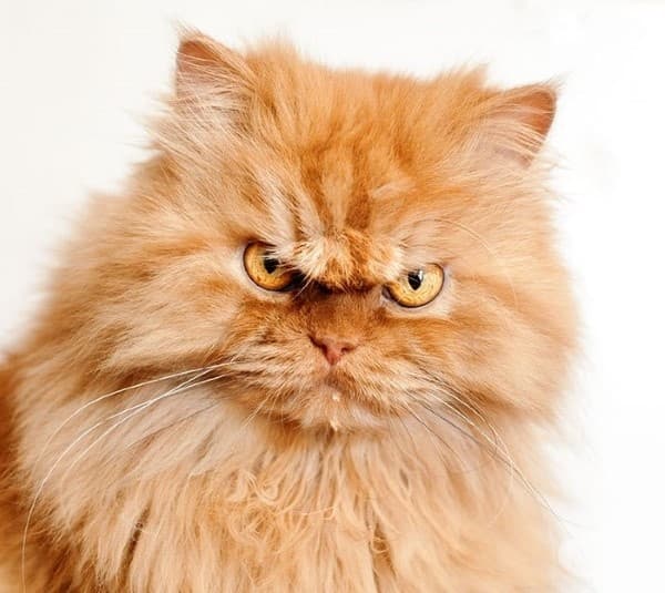 9 котки преди и след баня