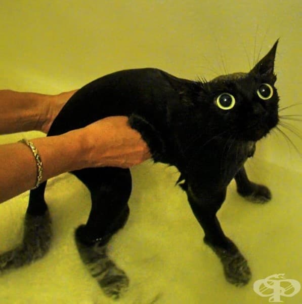 9 котки преди и след баня