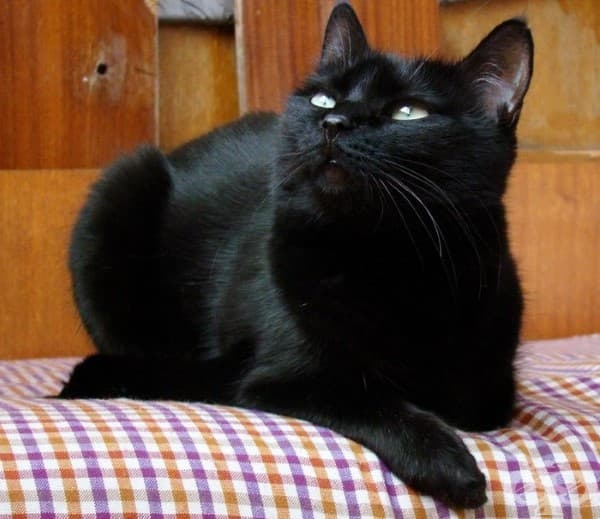 9 котки преди и след баня