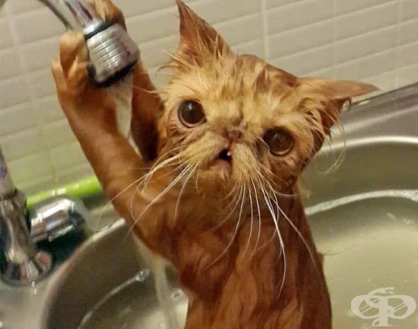 9 котки преди и след баня