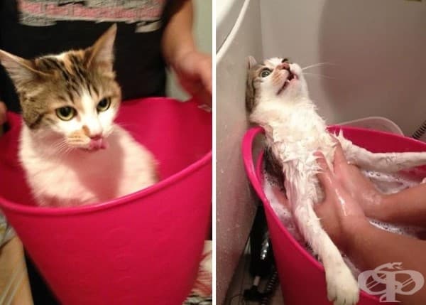 9 котки преди и след баня
