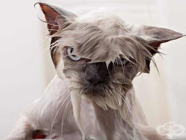 9 котки преди и след баня