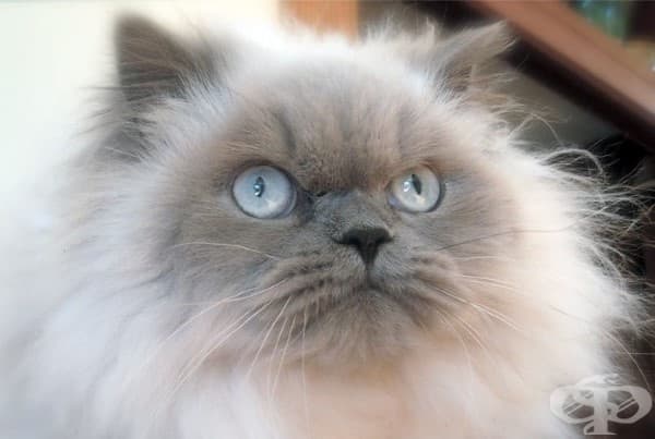 9 котки преди и след баня