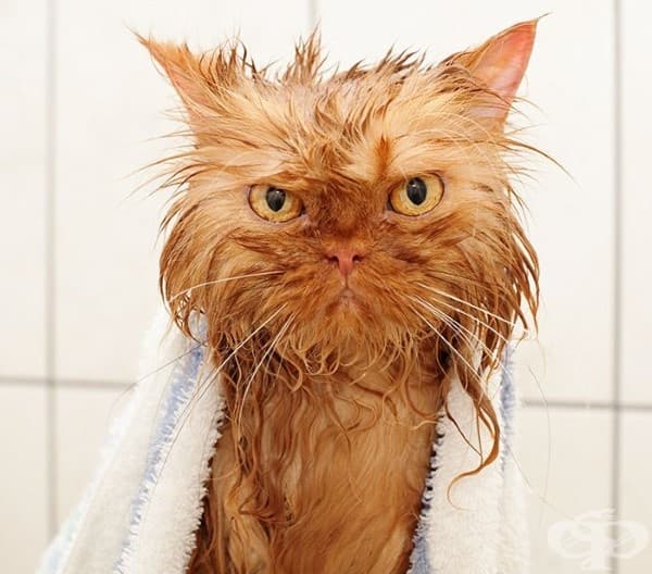 9 котки преди и след баня