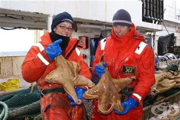 Морски звезди(Macroptychaster): Тези гигантски морски звезди са открити от учени във водите на Антарктика през 2008 г.