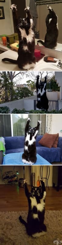 Котката на приятеля ми прави това постоянно.
