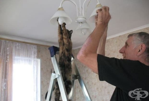 Колко котки и евреи са необходими за подмяната на една крушка?
