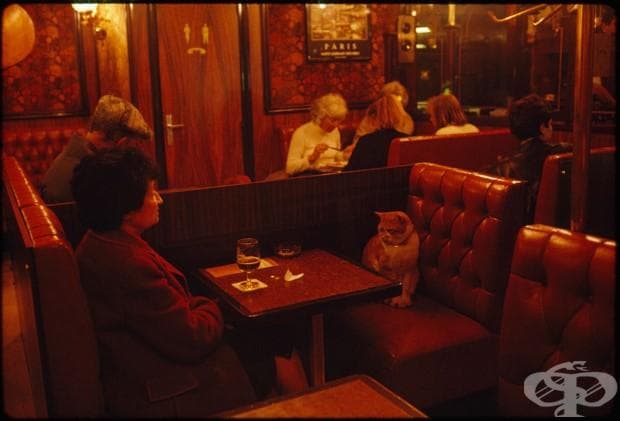 Le Louis Ix в Париж, котката "Карамел" прави компания на клиент, май 1988