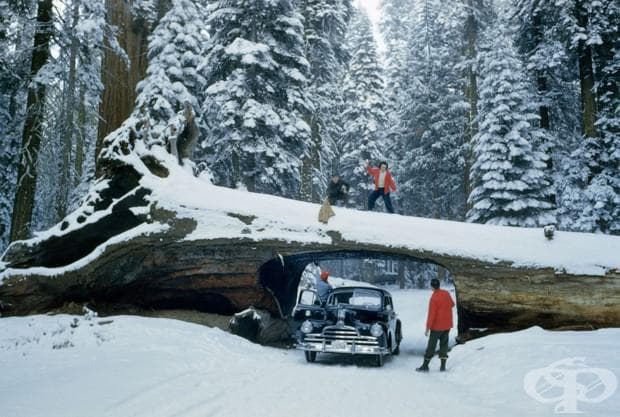 Туристи около тунел в мъртво дърво в Sequoia National Forest , май 1951