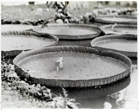 Коте на борда на плаваща водна лилия във Филипините , 1935
