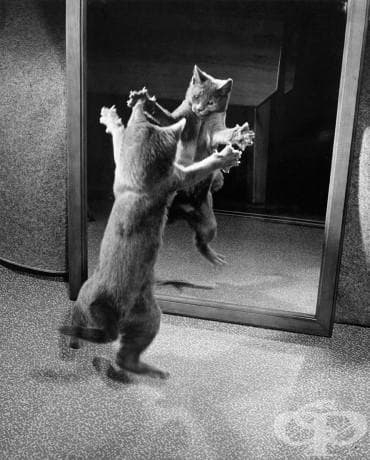 Коте атакува своето собствено огледално отражение, 1964