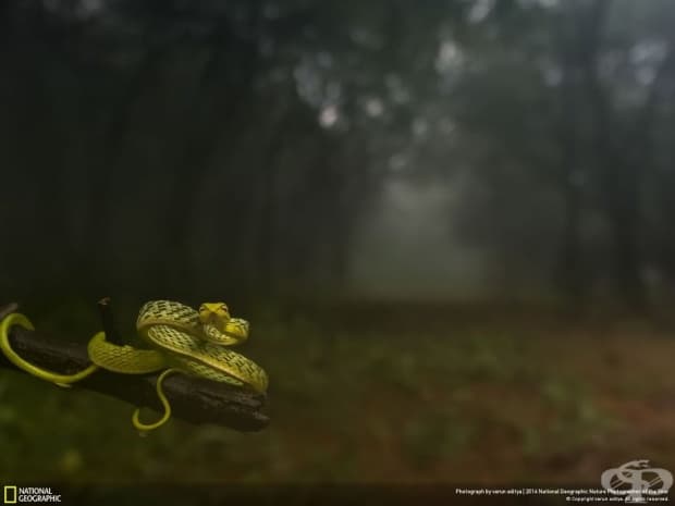 Финалистите от конкурса на National Geographic за природен фотограф на годината