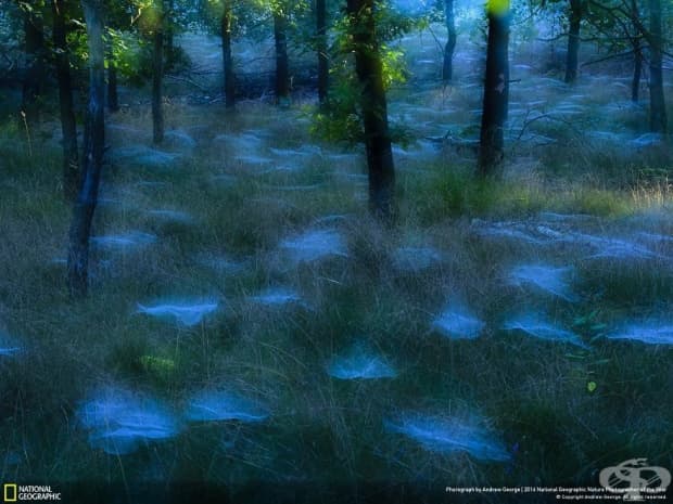 Финалистите от конкурса на National Geographic за природен фотограф на годината