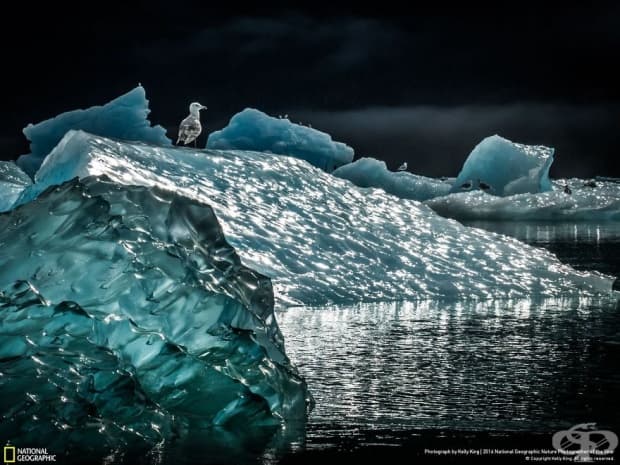 Финалистите от конкурса на National Geographic за природен фотограф на годината