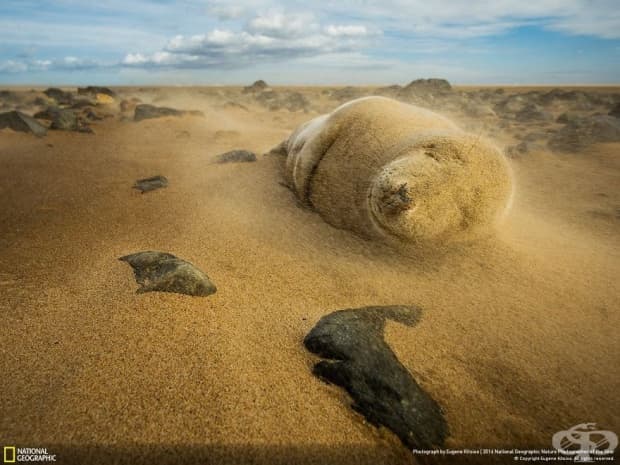 Финалистите от конкурса на National Geographic за природен фотограф на годината