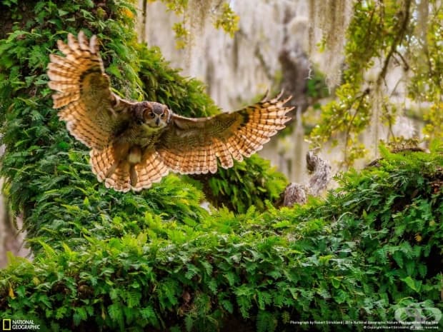 Финалистите от конкурса на National Geographic за природен фотограф на годината