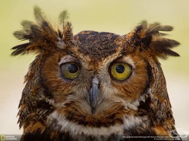 Финалистите от конкурса на National Geographic за природен фотограф на годината